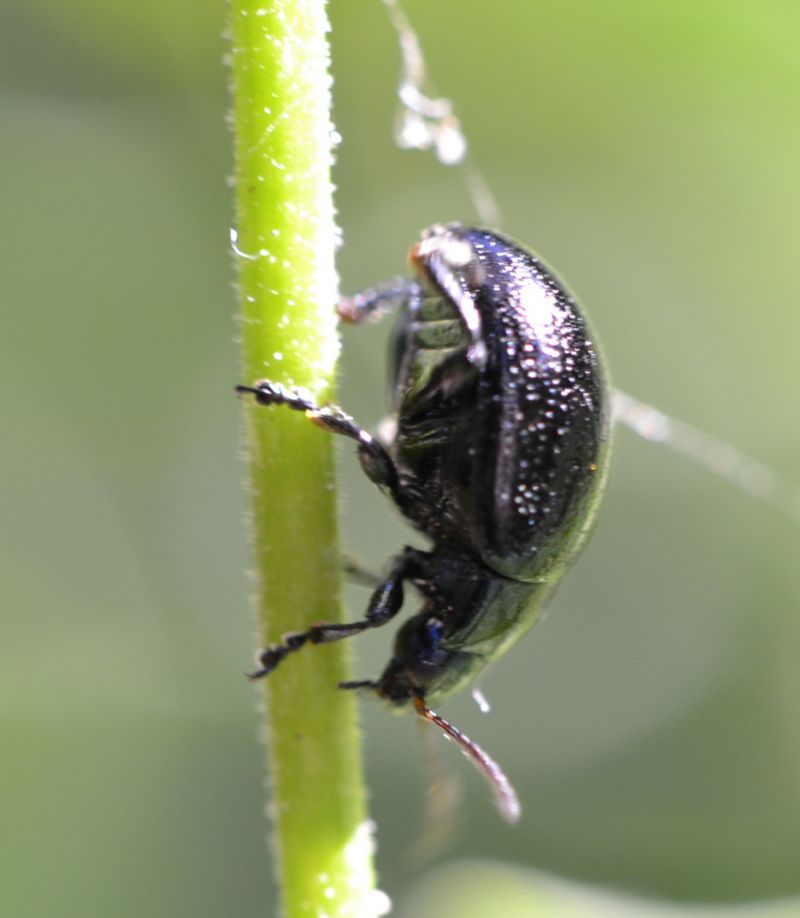 Coleottero da identificare (64): Chrysolina haemoptera (cf.)